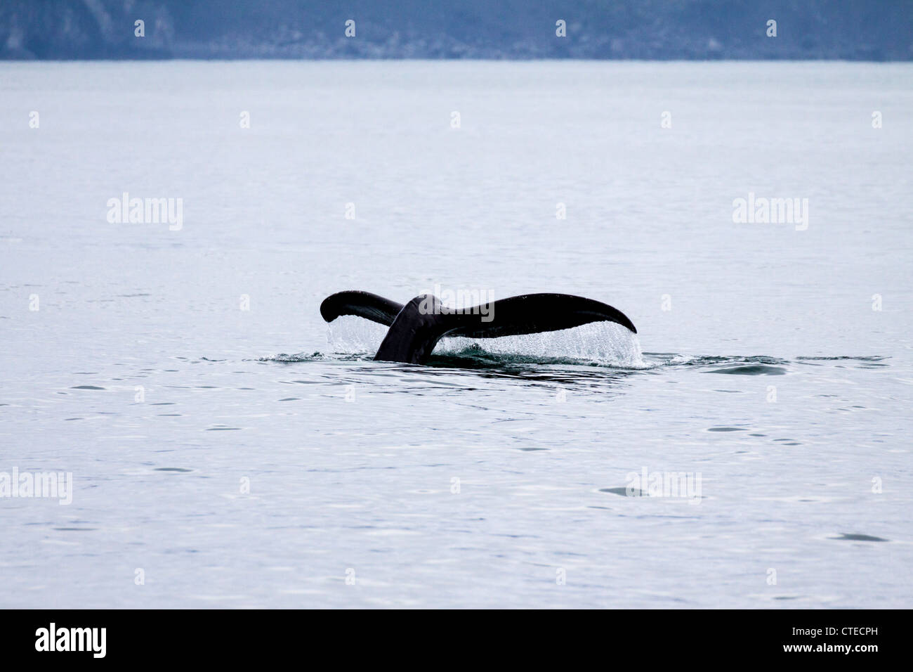 Buckelwal, Megaptera novaeangliae, im Kenai Fjords 'National Park' in Alaska. Stockfoto