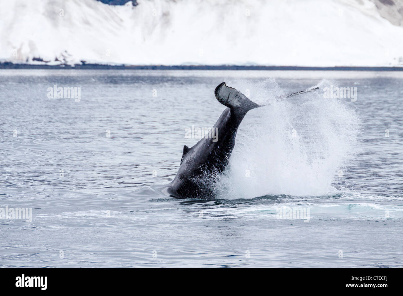 Buckelwal, Megaptera novaeangliae, im Kenai Fjords 'National Park' in Alaska. Stockfoto