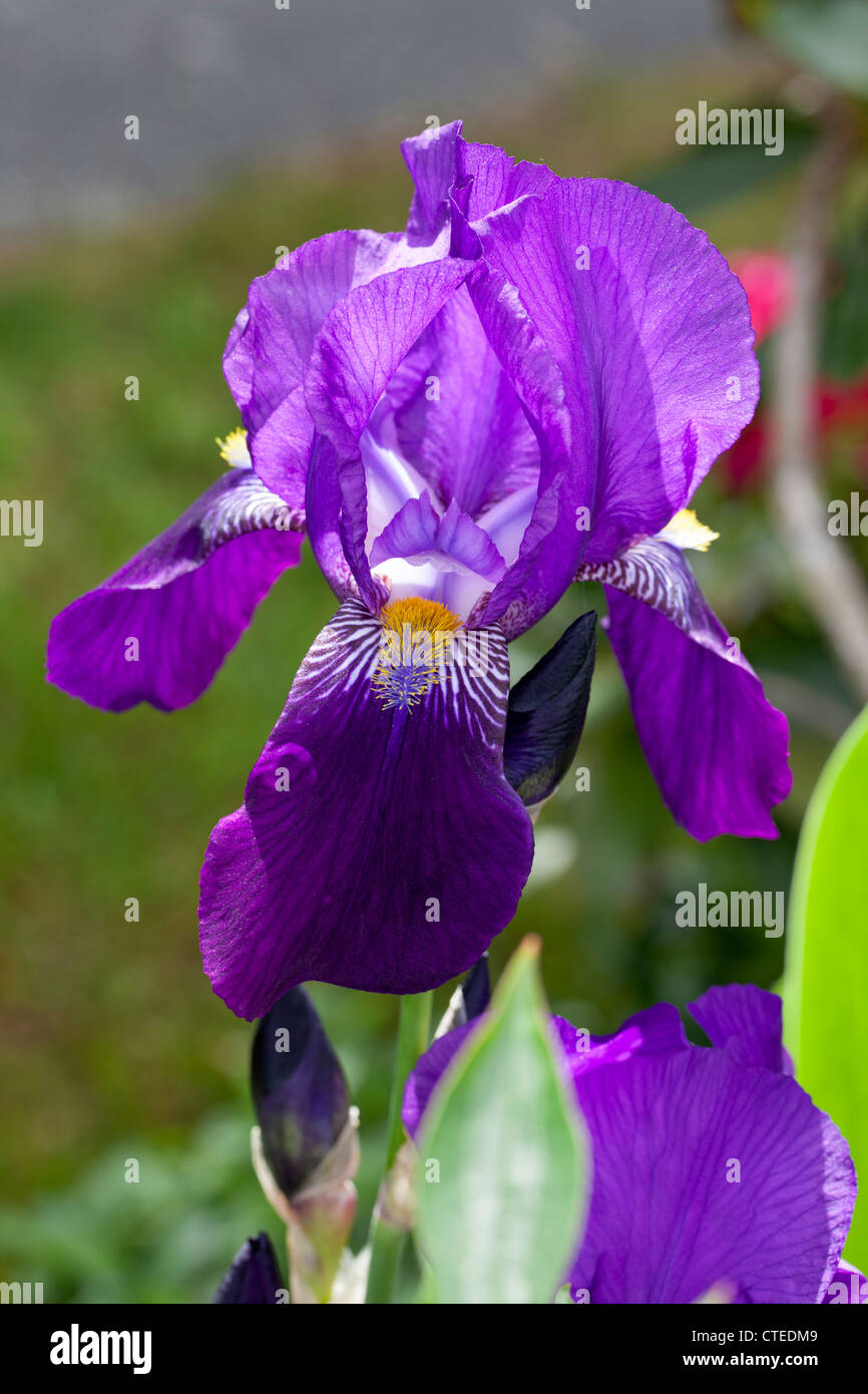 Iris germanica Fotos und Bildmaterial in hoher Auflösung Alamy