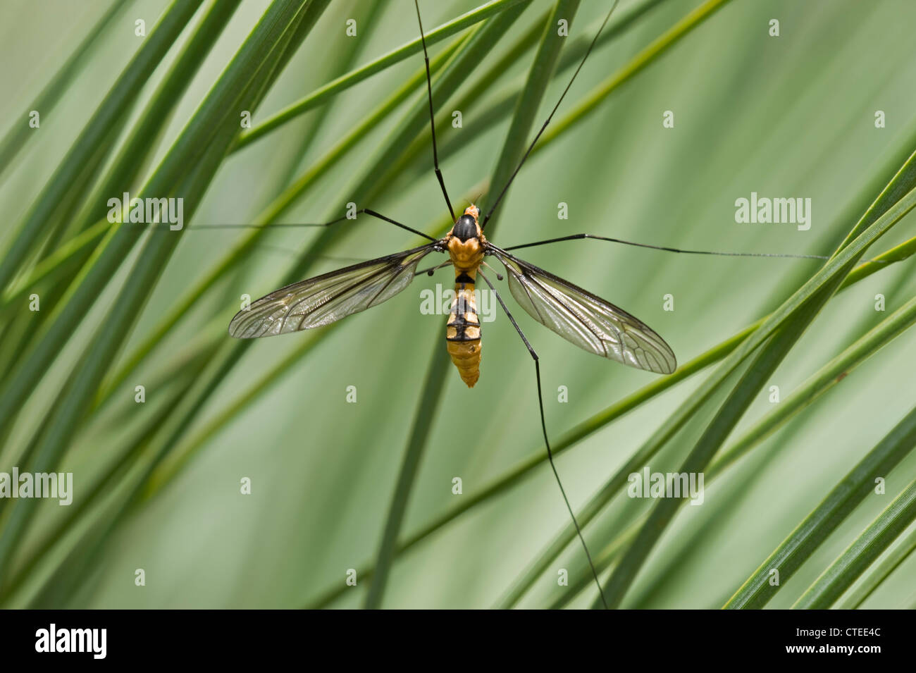 Kranichfliege -Fotos und -Bildmaterial in hoher Auflösung - Seite 2 - Alamy