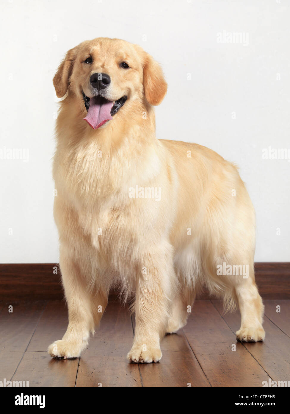 Golden Retriever-indoor-Porträt. Fünfzehn Monate alten Hund. Stockfoto
