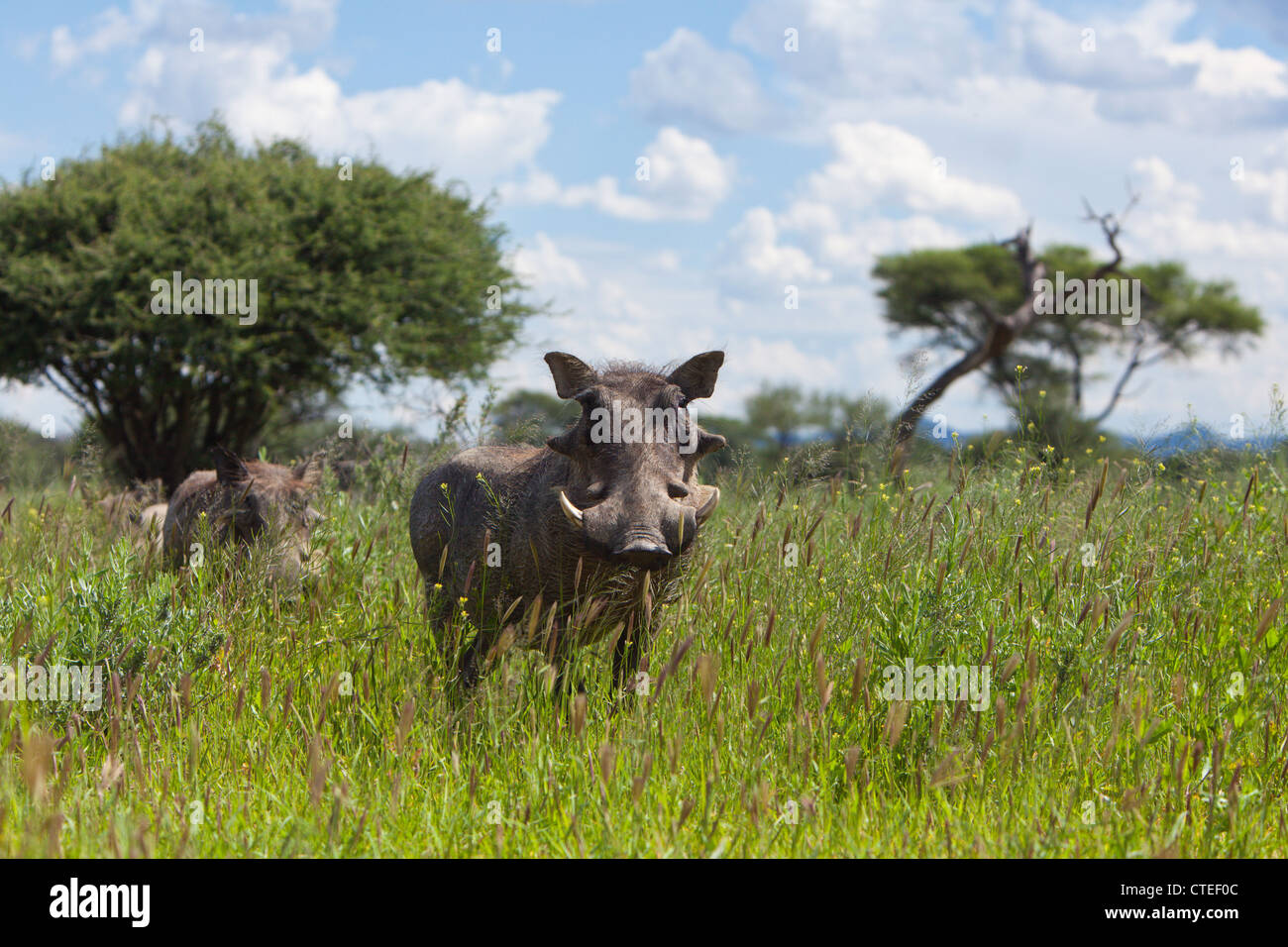 Gemeinsamen Warzenschwein, Phacochoerus Africanus, Namibia Stockfoto