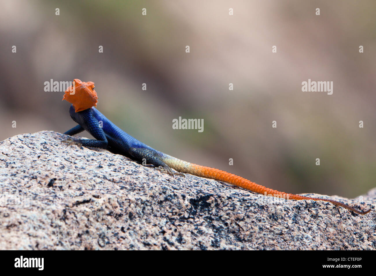 Männliche gemeinsame Agama, Agama Agama, Brandberg, Erongo, Namibia Stockfoto