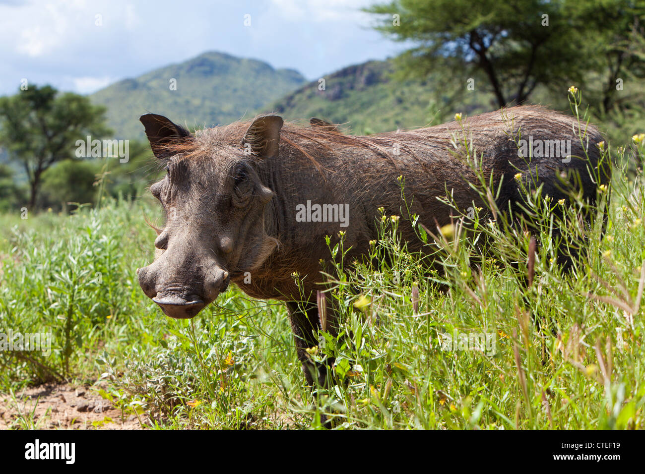 Gemeinsamen Warzenschwein, Phacochoerus Africanus, Namibia Stockfoto