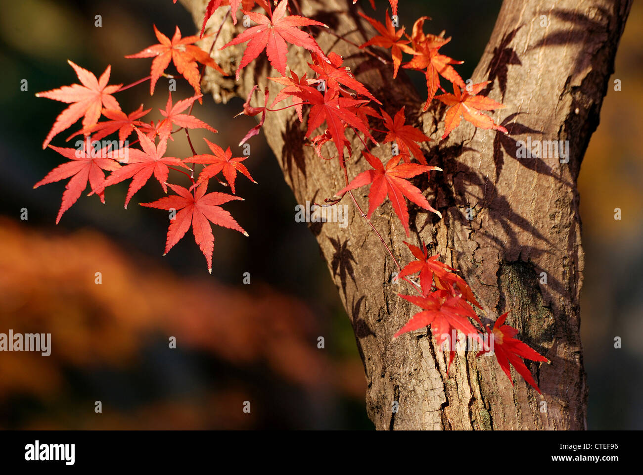 Japanischer Ahornbaum mit roten Blätter Nahaufnahme, Fokus auf linke rote Blätter Stockfoto