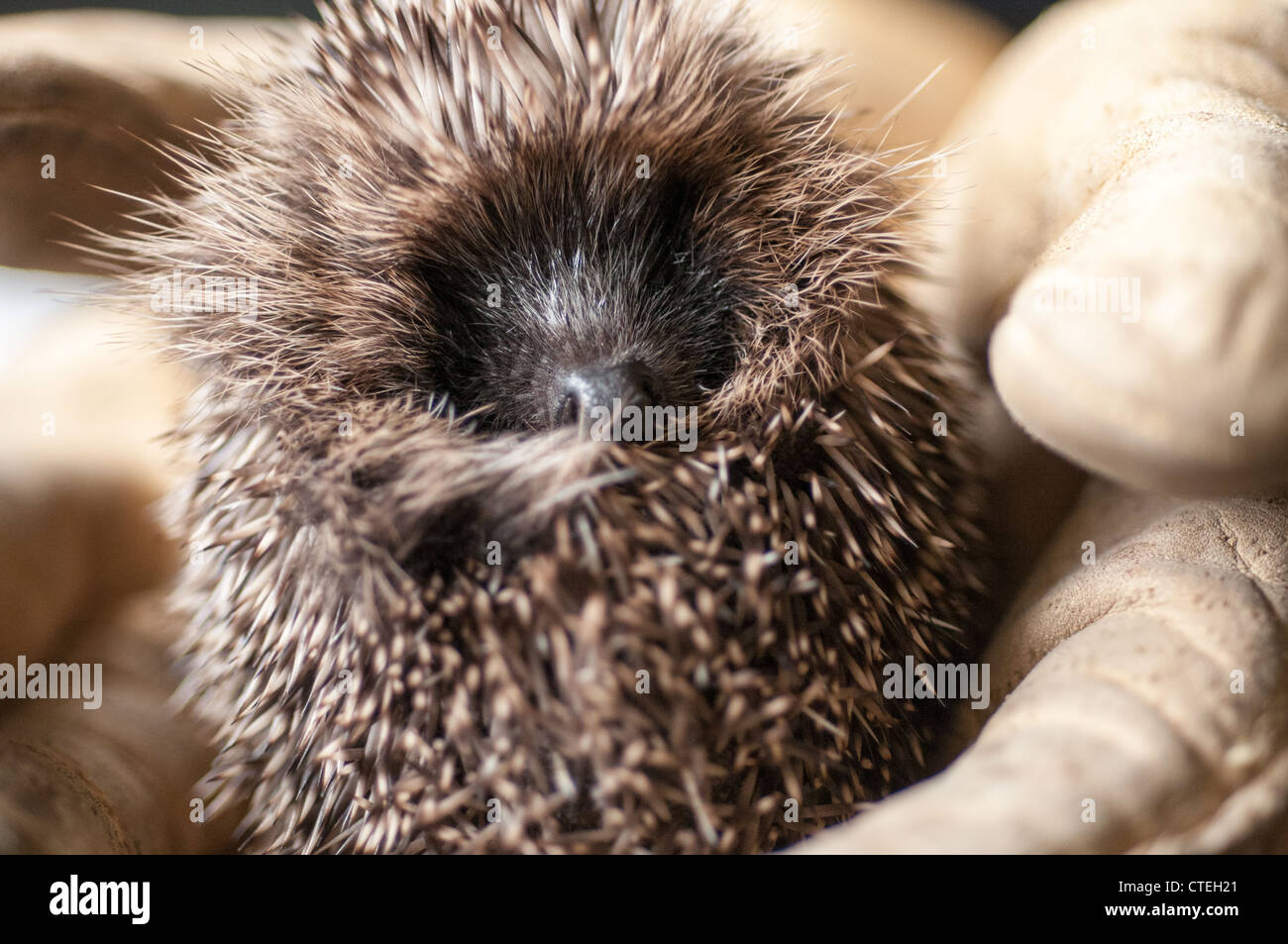 Hedgelet Rettung Stockfoto