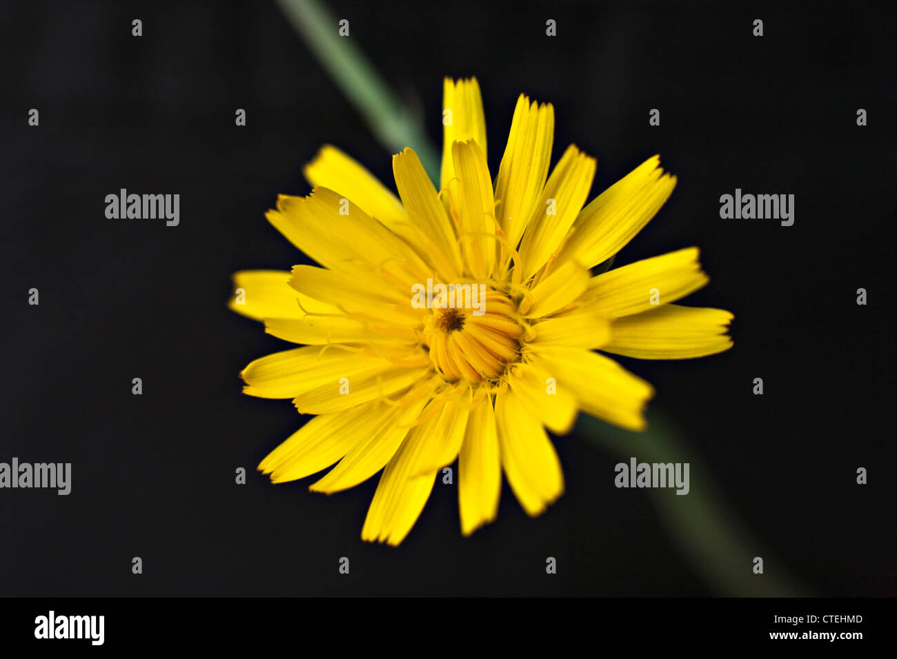 Nahaufnahme von Scorzoneroides Autumnalis Leontodon Autumnalis Herbst Hawkbit Blume im Kemeru Nationalpark Lettlands Stockfoto