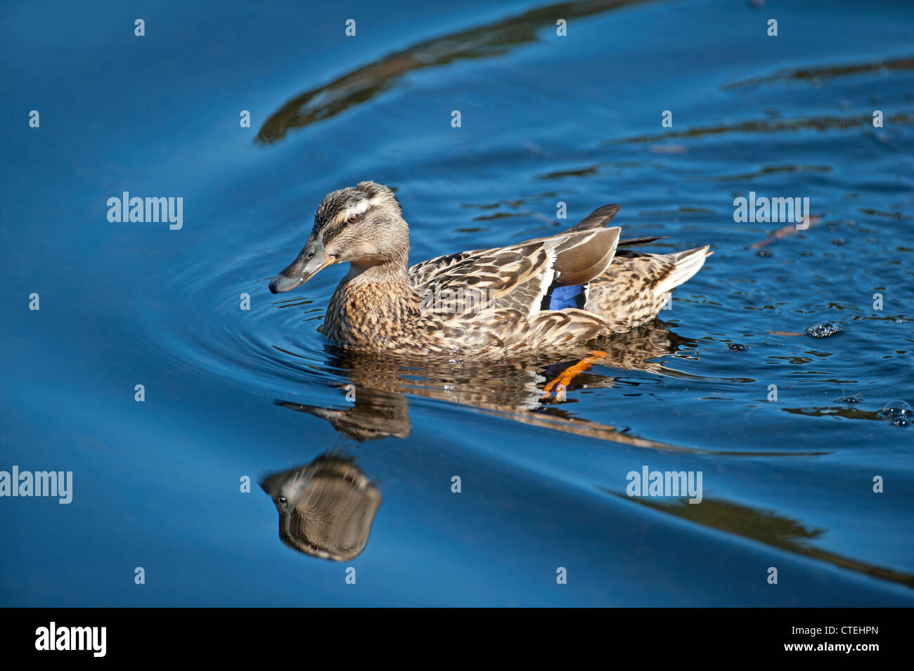 Stockente Enten schwimmen auf einem lokalen Teich.  SCO 8230 Stockfoto