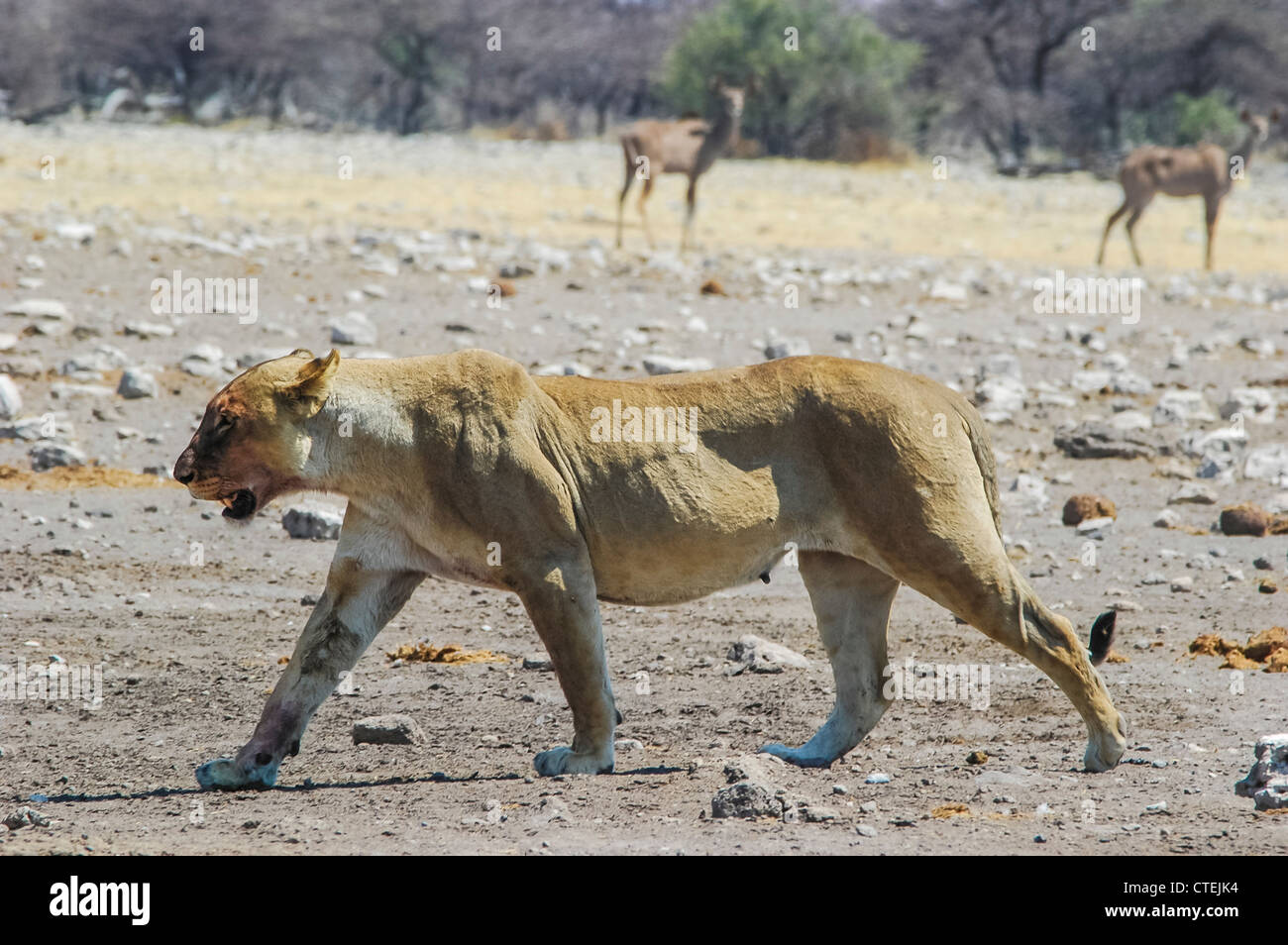 Löwin (Panthera Leo) im Etosha Nationalpark, Namibia Stockfoto