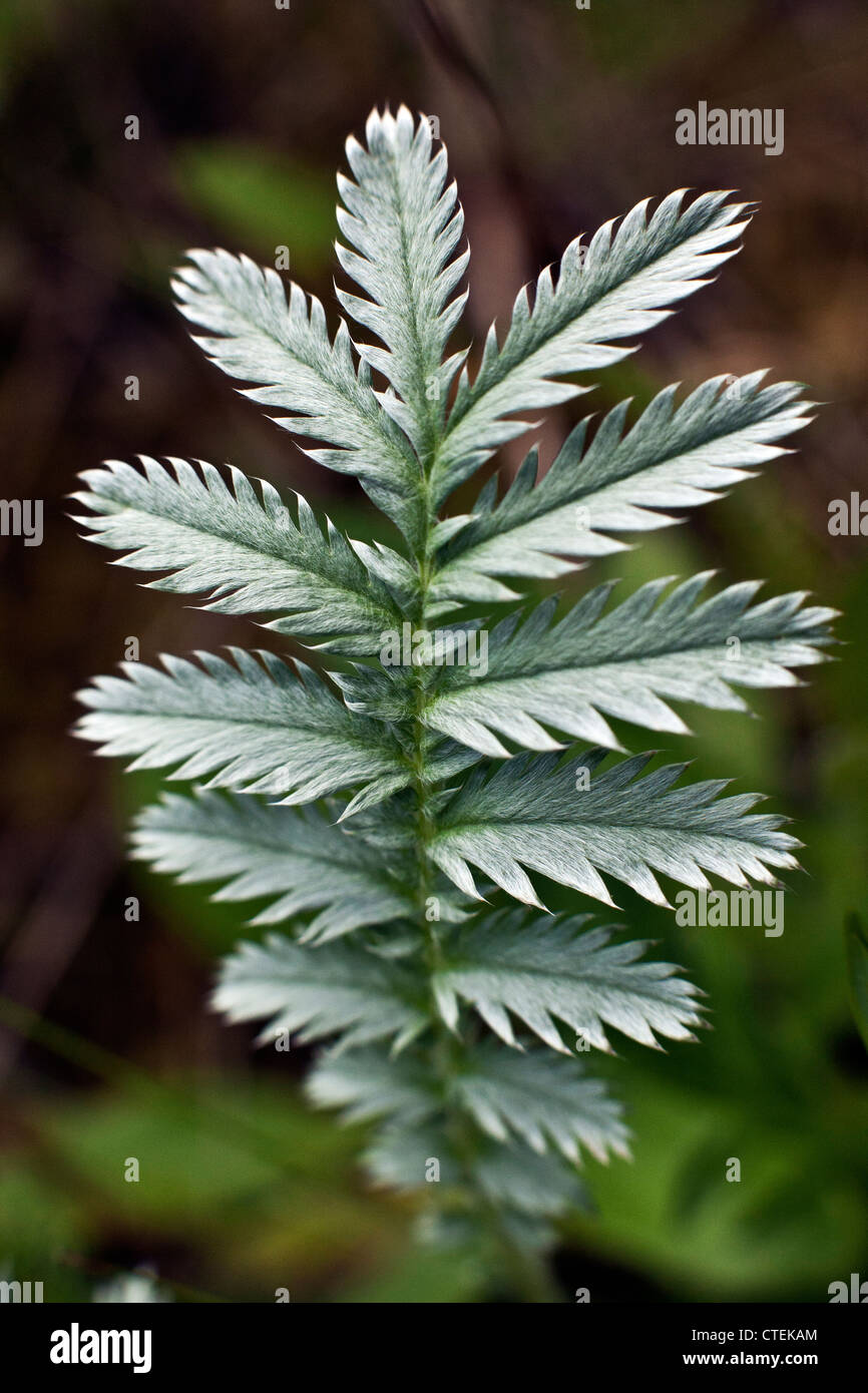 Argentinien-heisses verlässt, auch bekannt als gemeinsame Silverweed Silverweed Fingerkraut in extreme Nahaufnahme Kemeru Nationalpark Lettlands Stockfoto