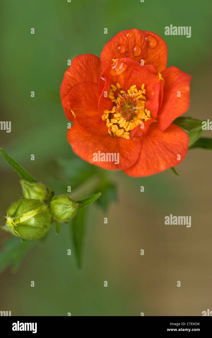 Geum Frau Bradshaw Stockfoto