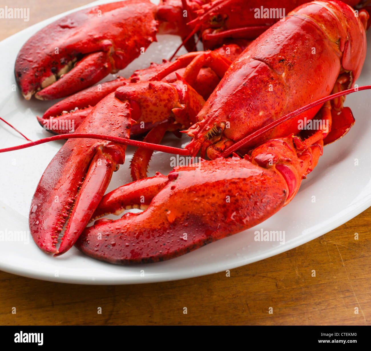 Gekochter Hummer Stockfoto
