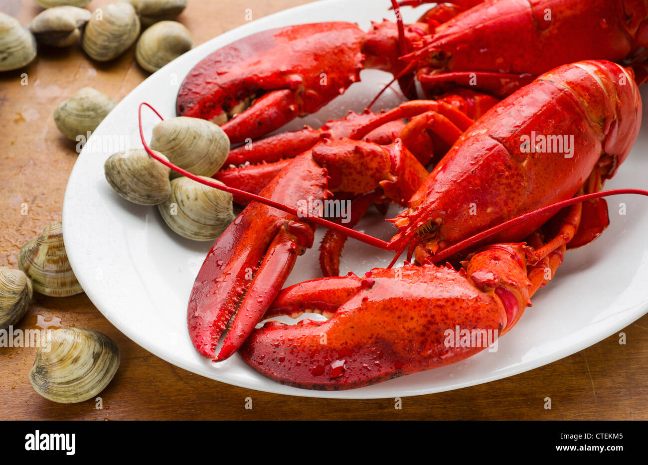 Gekochter Hummer Stockfoto