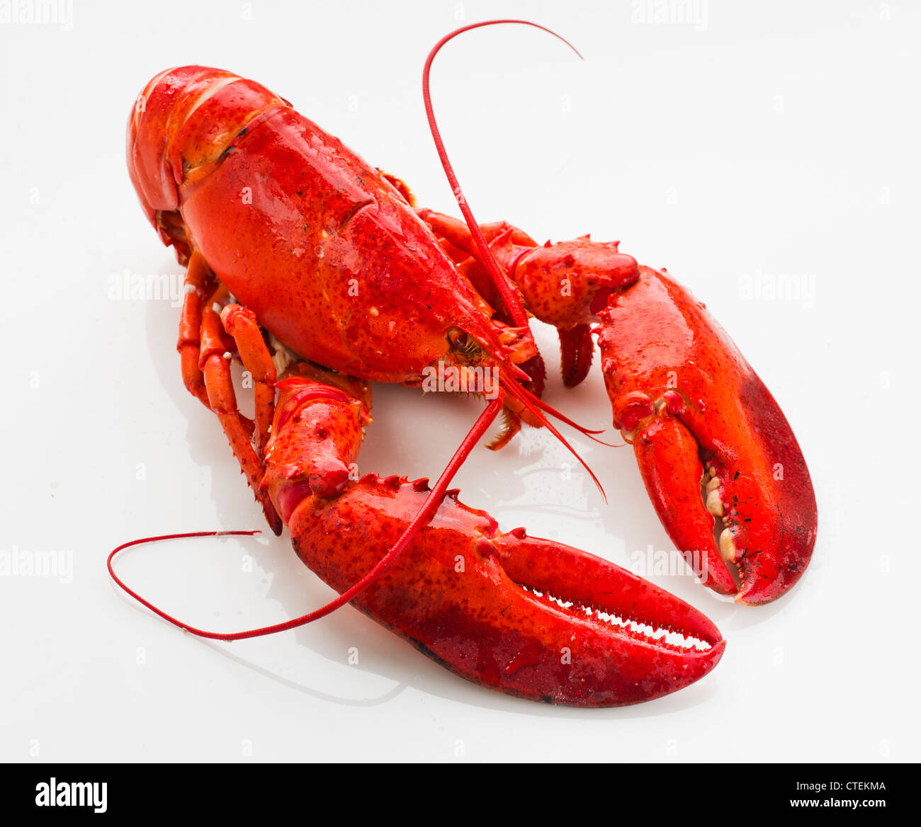 Gekochter Hummer Stockfoto