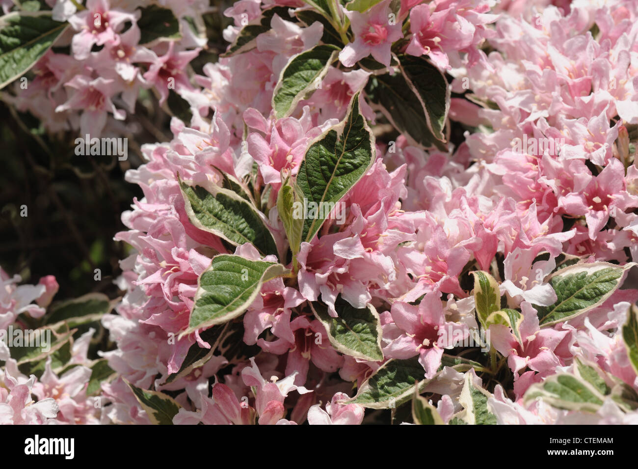 Weigela Praecox "Variegata, ein Rosa bunt blühender Garten Strauch