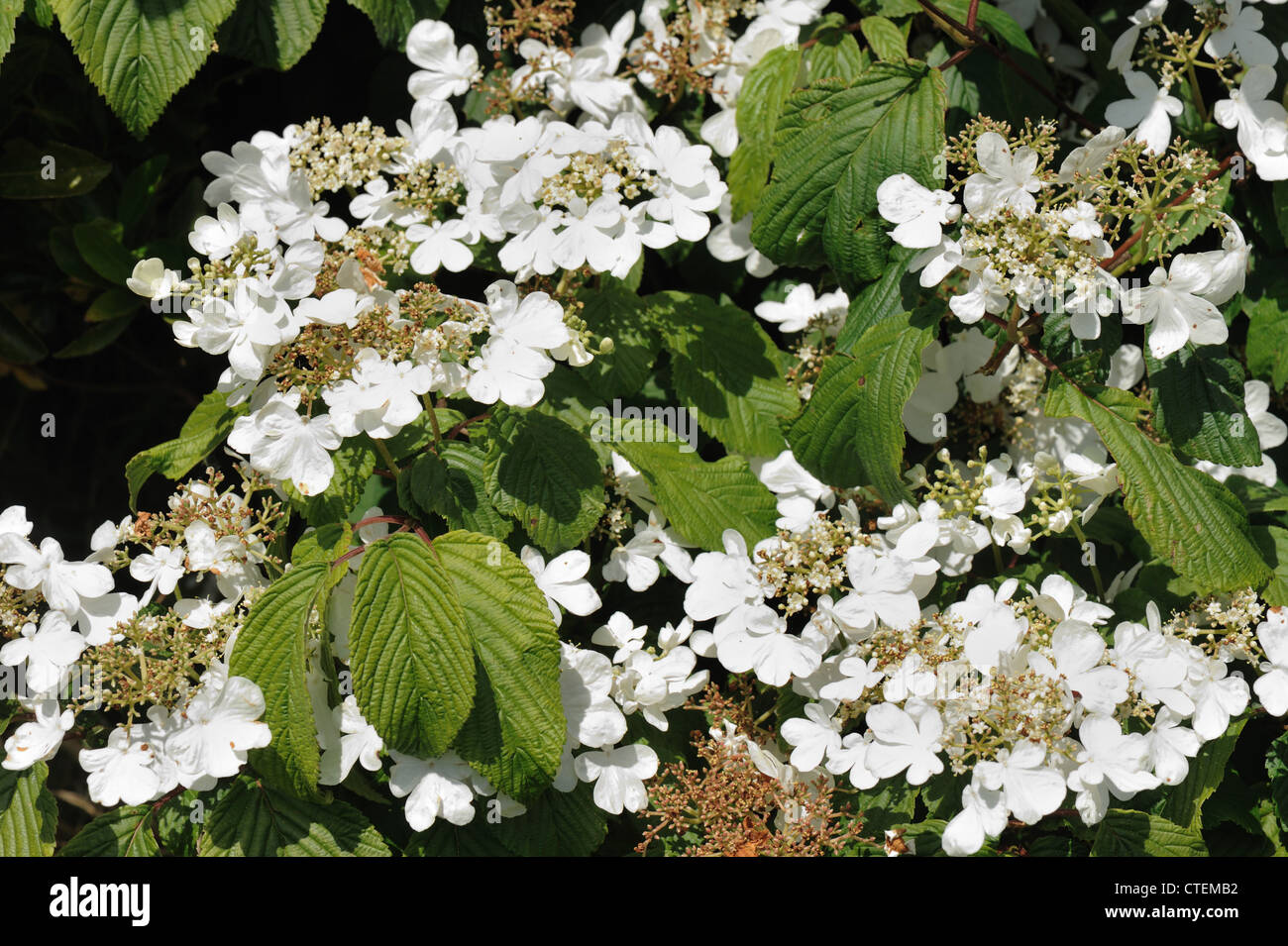 Busch von japanischen Schneeball Viburnum Plicatum weiße Blüten auf