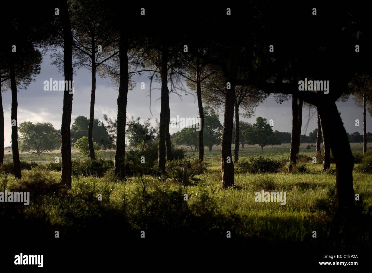 Kiefernwald im Nationalpark Donana, Provinz Huelva, Andalusien, Spanien Stockfoto