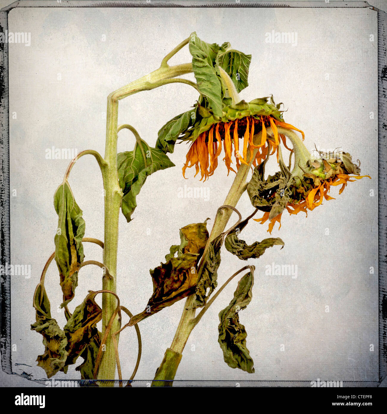 Verwelkte Sonnenblumen Stockfoto