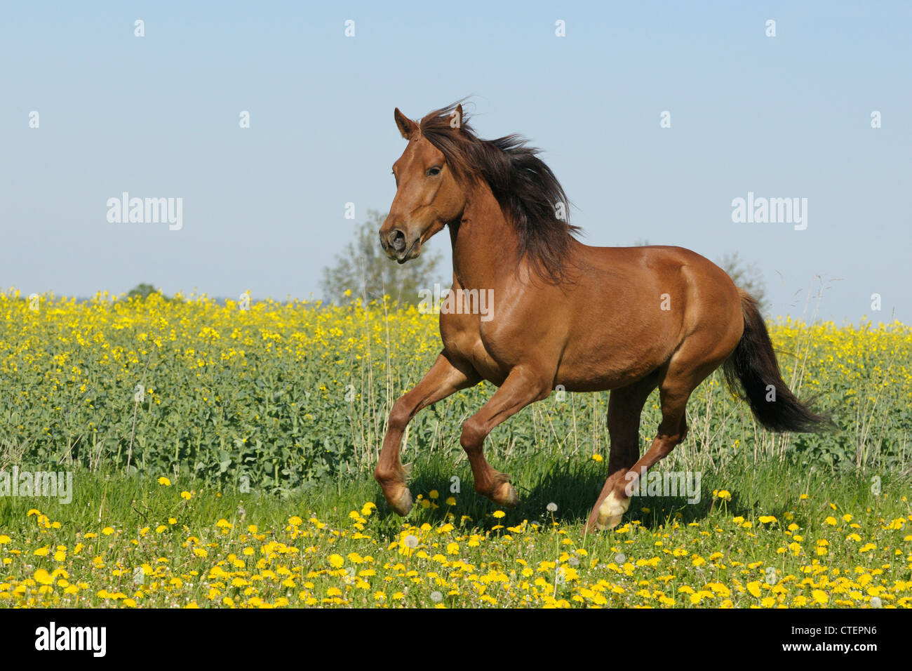 Paso Fino Pferd im Galopp auf einer Blumenwiese Stockfoto