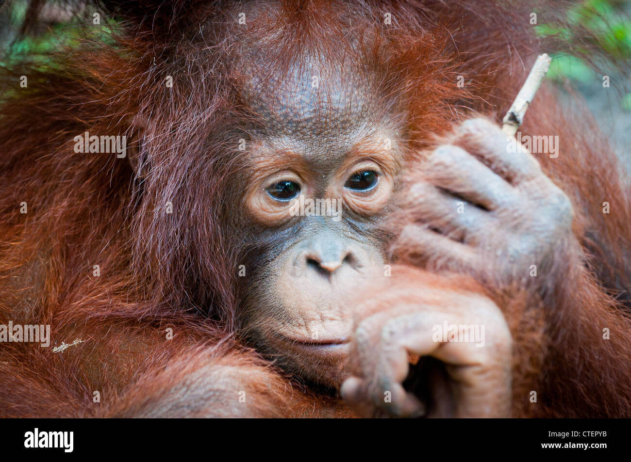Eine wilde, habituierten Säugling Orang-Utan Orang Utan Orang Utan prüft neugierig einen Stick-Zweig, möglicherweise lernen, es als ein Werkzeug zu benutzen Stockfoto