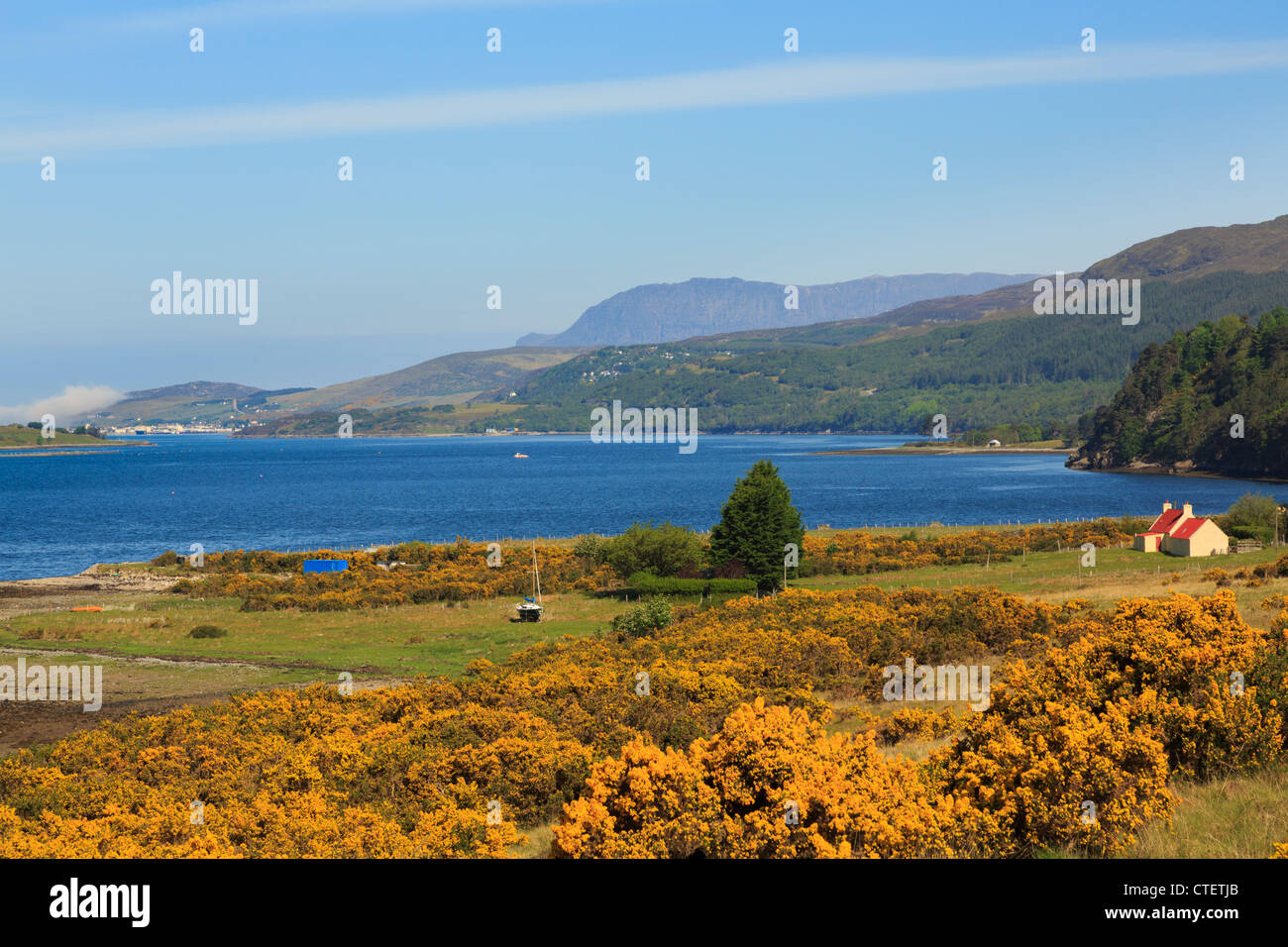 Atemberaubende Aussicht auf Loch Broom mit gelbem Ginster auf schottische Westküste im Sommer. Wester Ross, Ross und Cromarty, Highland, Schottland, UK Stockfoto