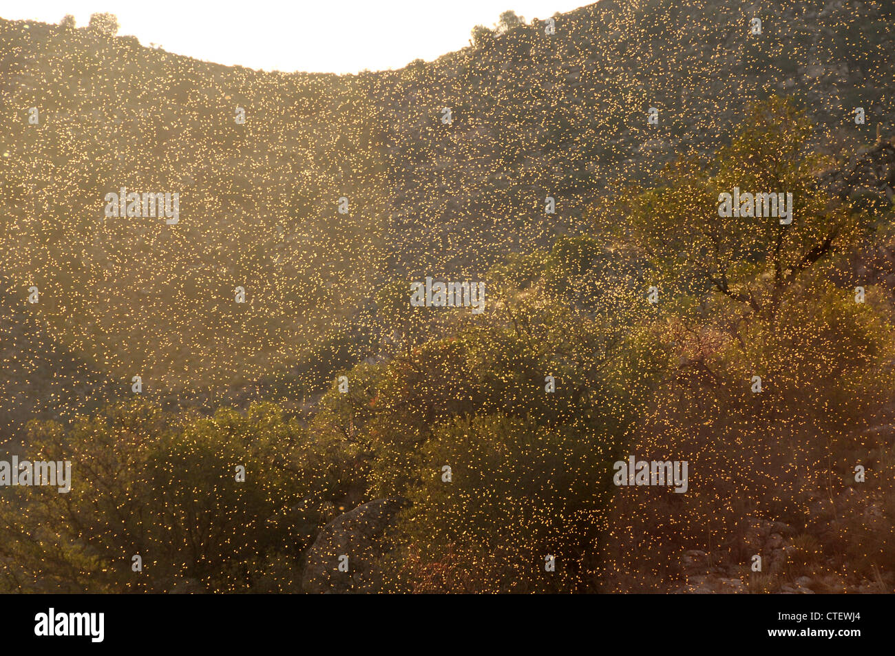 Männliche Blatt-Schneiden Ameisen (Acromyrmex versicolor), fliegen Sie über die Sonora-Wüste, warten darauf, nach dem Monsunregen mit Weibchen paaren. Stockfoto