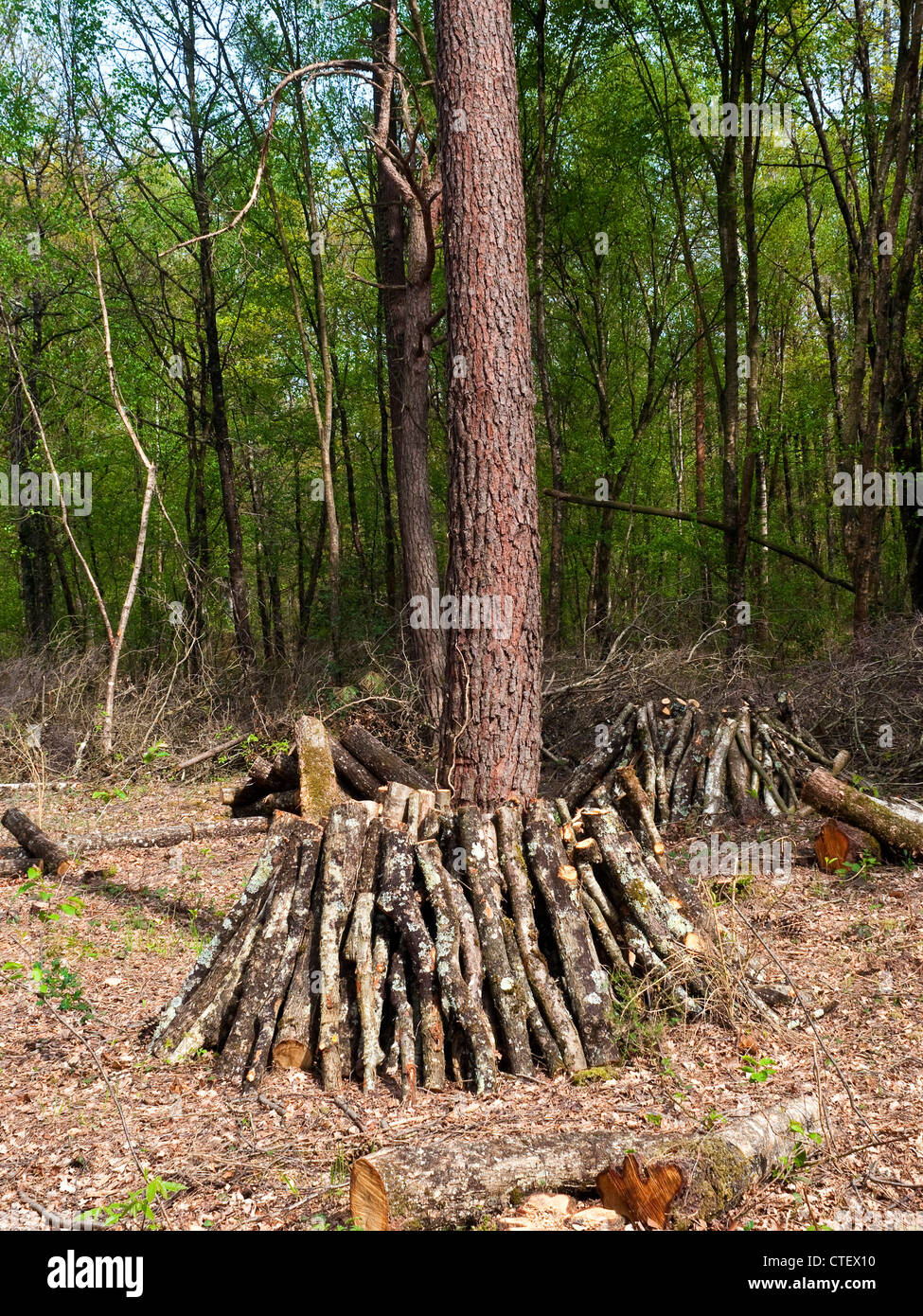 Stapel von Eiche Stämme und Äste trocknen für Brennholz - Frankreich. Stockfoto