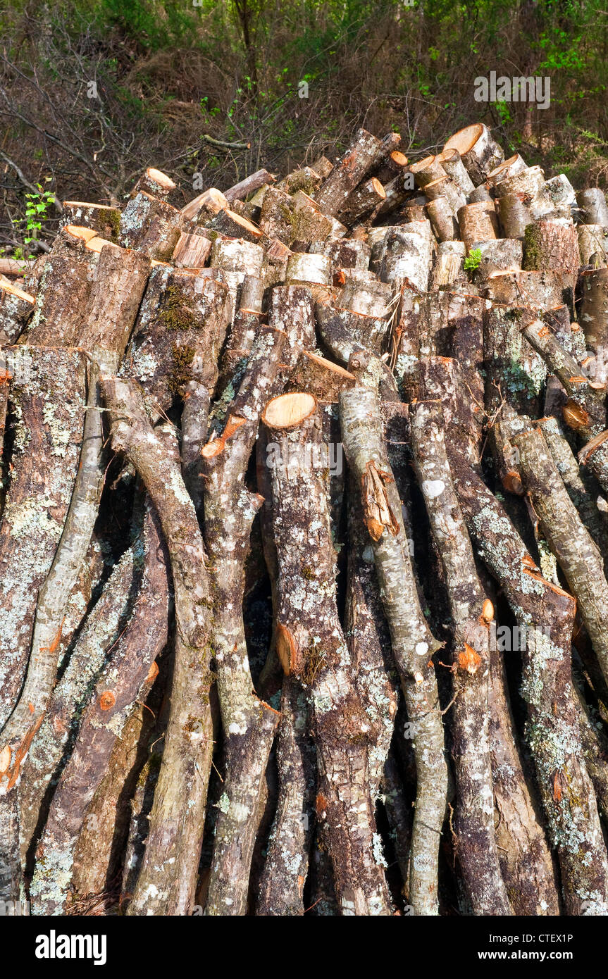 Stapel von Eiche Stämme und Äste trocknen für Brennholz - Frankreich. Stockfoto
