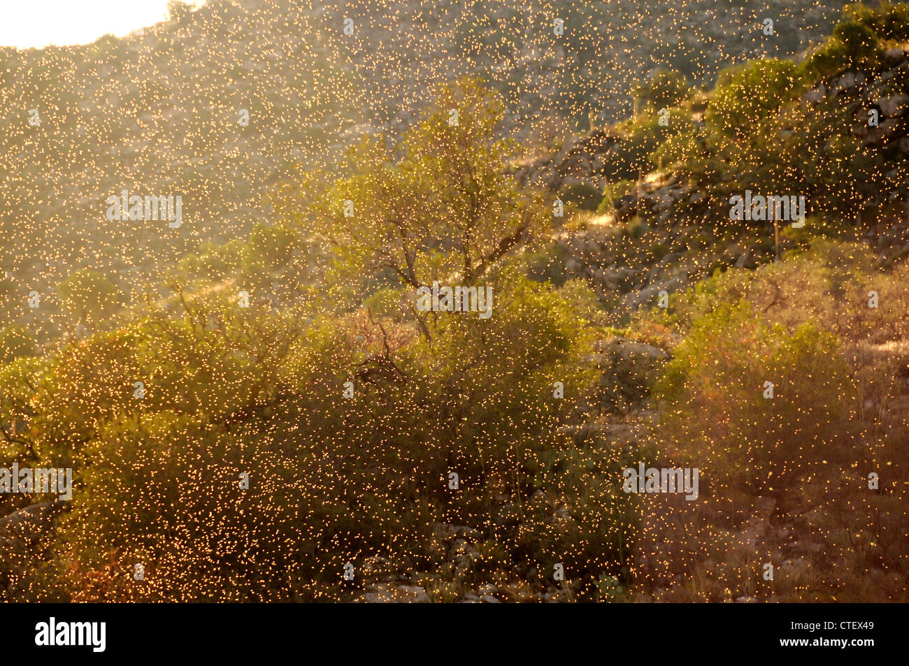 Männliche Blatt-Schneiden Ameisen (Acromyrmex versicolor), fliegen Sie über die Sonora-Wüste, warten darauf, nach dem Monsunregen mit Weibchen paaren. Stockfoto