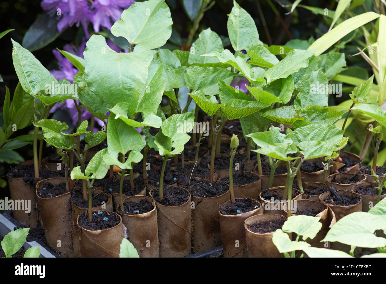 Wachsende Läuferbohnen in toilettenrollen-kartonröhrchen in einem Gewächshaus in Großbritannien Stockfoto