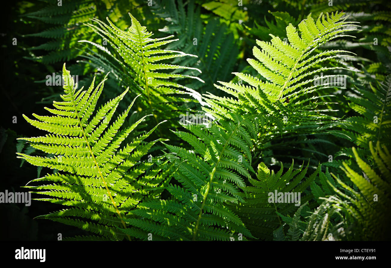 Forest Farn Grün Natur Hintergrund Stockfoto
