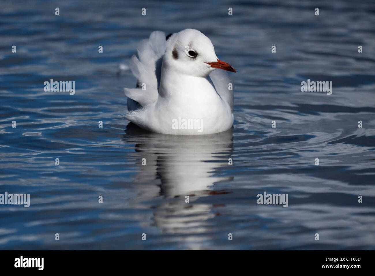 Black-Headed Gull Stockfoto