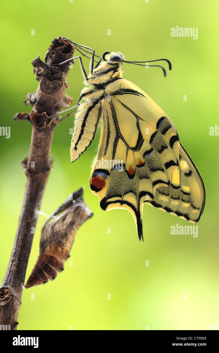 Frisch geschlüpfter Schwalbenschwanz Schmetterling (Papilio Machaon) Stockfoto