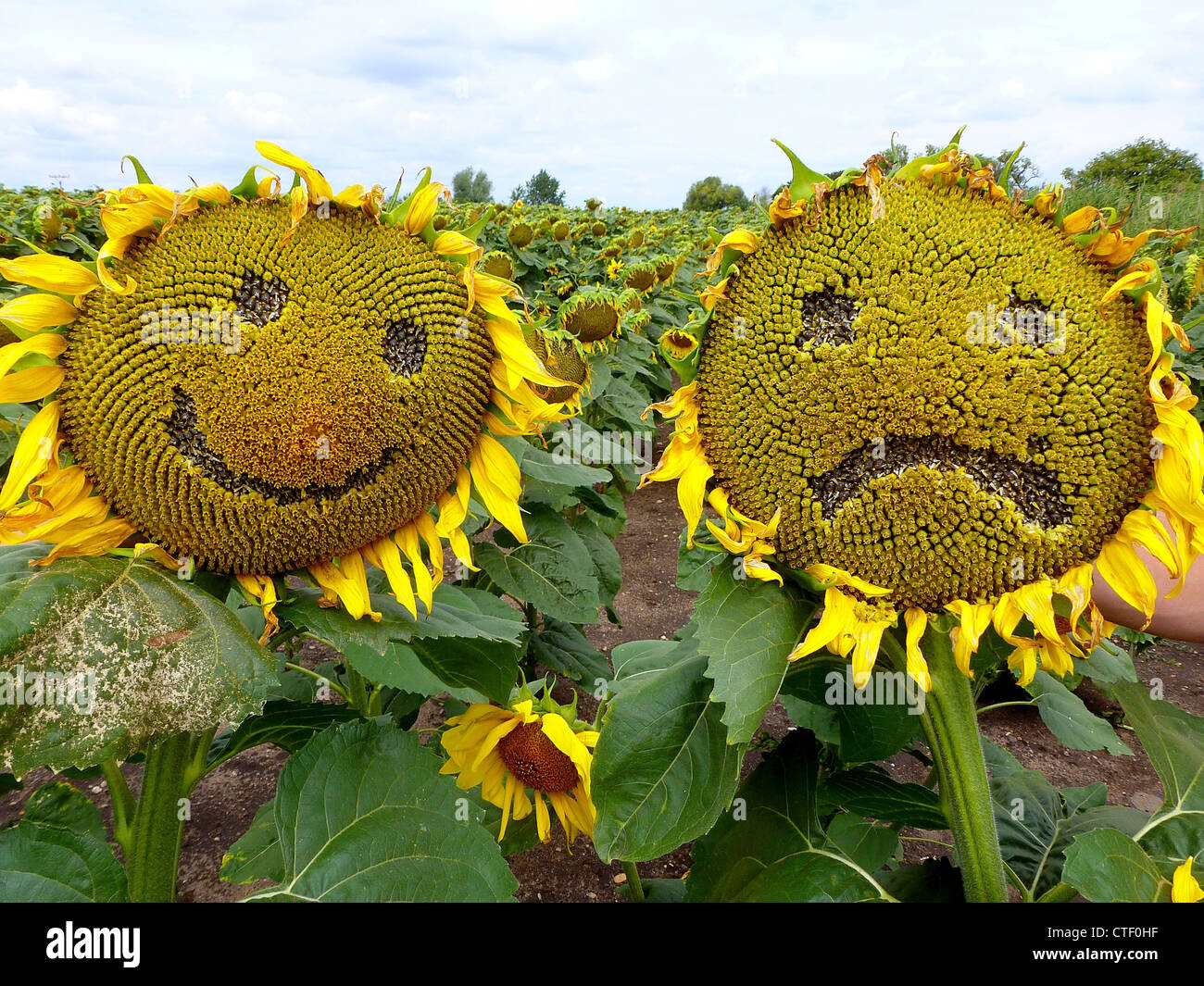 Lustige sonnenblumen -Fotos und -Bildmaterial in hoher Auflösung – Alamy