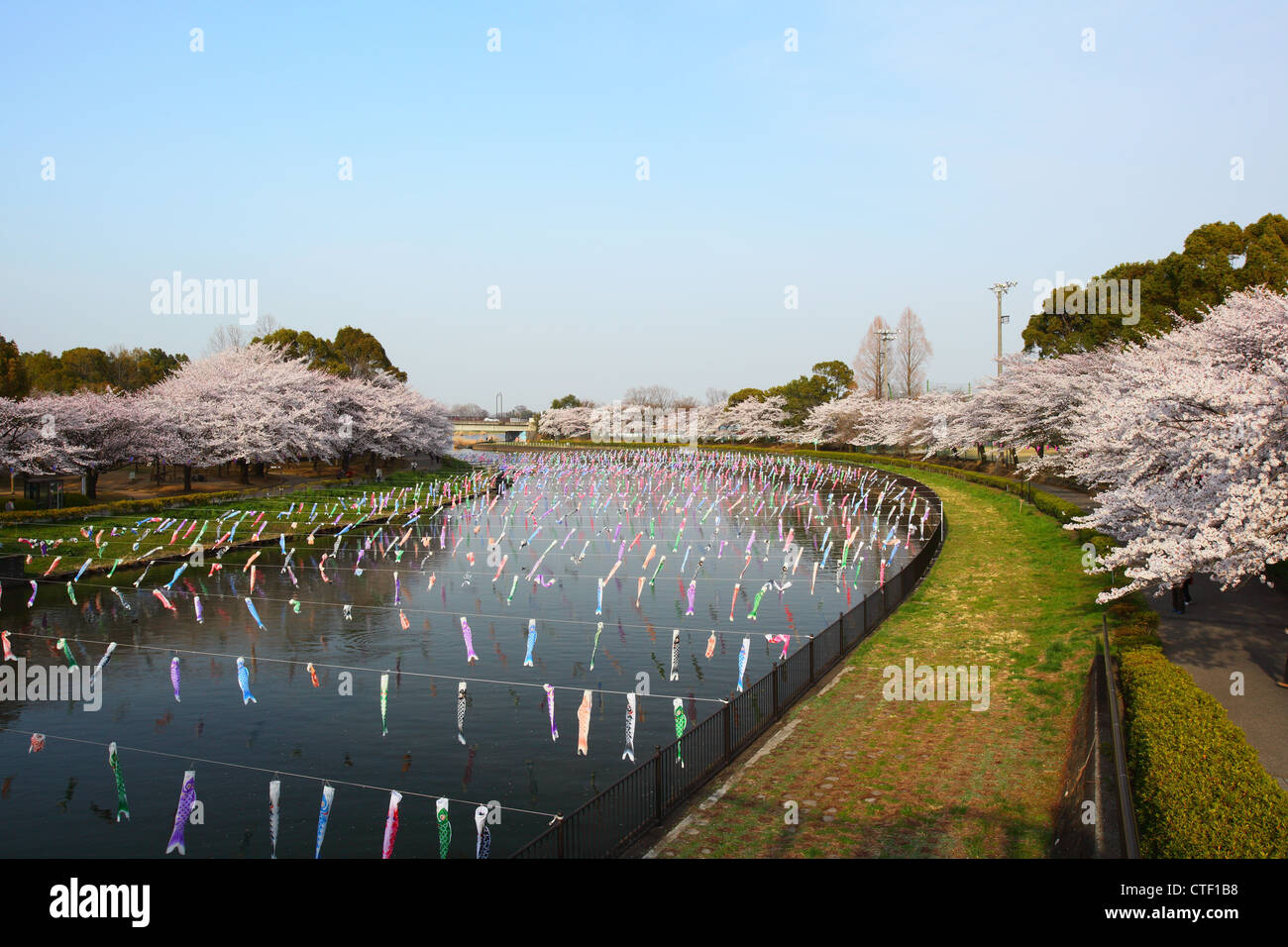 Karpfen-Streamer und Kirschbaum, japanische festival Stockfoto