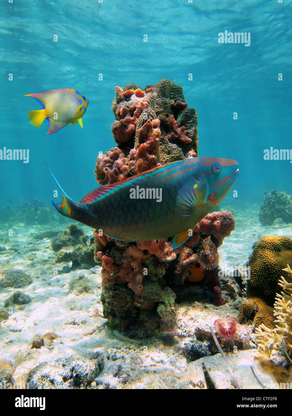 Marine Unterwasserwelt in der Karibik mit zwei bunte Tropenfische Papageienfische und Kaiserfisch und eine Spalte mit Meeresschwamm Stockfoto