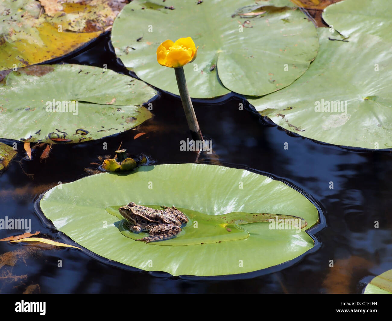 Frosch auf Seerose Blatt in einem Teich Stockfoto
