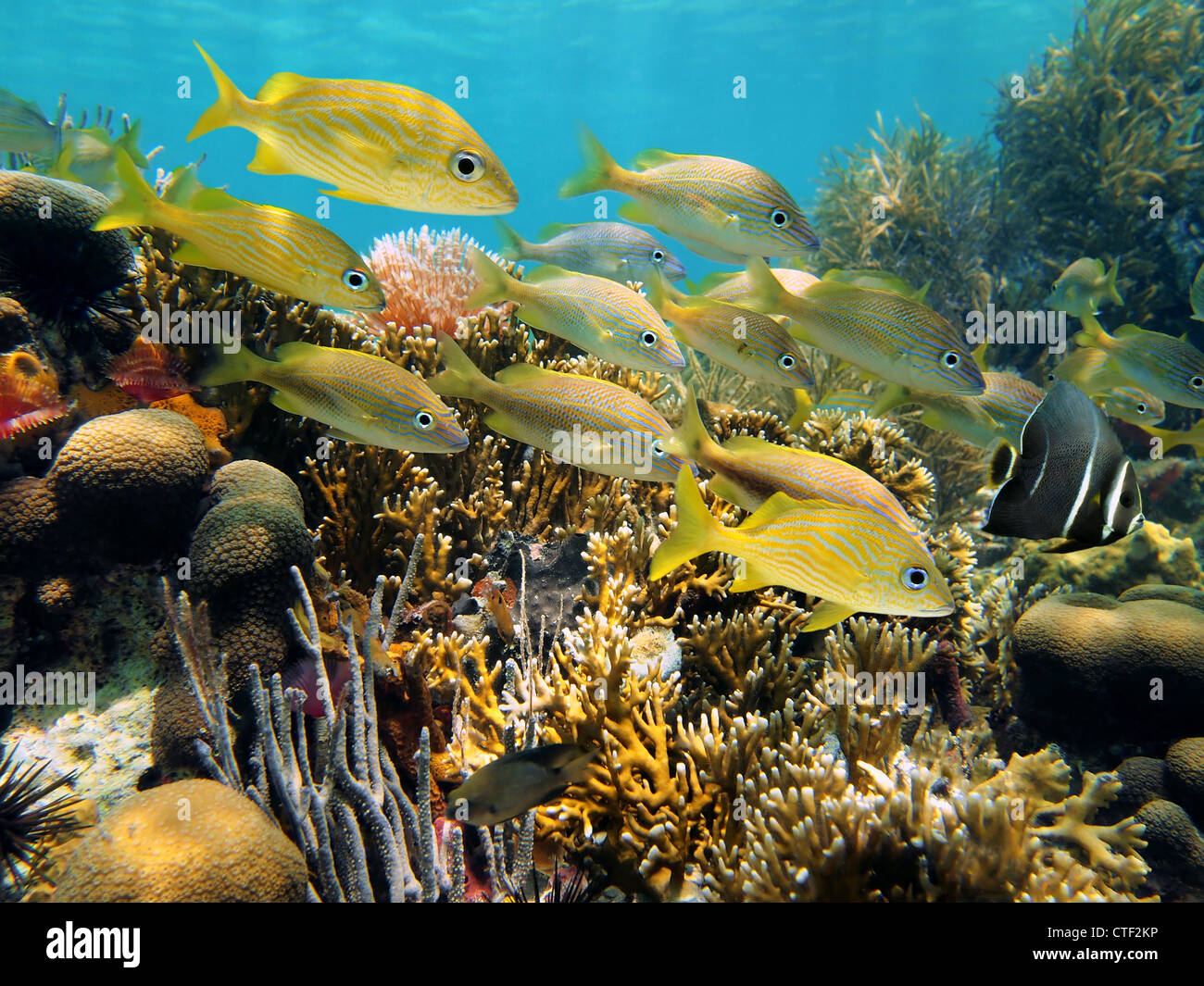 Tropische Fische in einem Korallenriff Unterwasserwelt in der Karibik (grunzen Fisch mit einem ANGELFISH), Mexiko Stockfoto