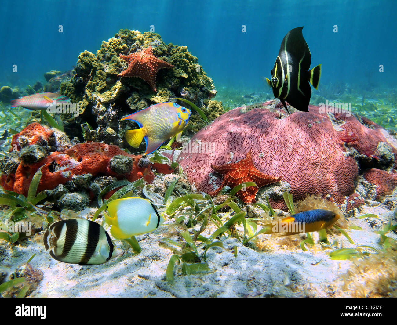 Bunte Unterwasserwelt mit tropischen Fischen, Korallen, Seesterne und schwamm unter Wasser im Meer der Karibik Stockfoto