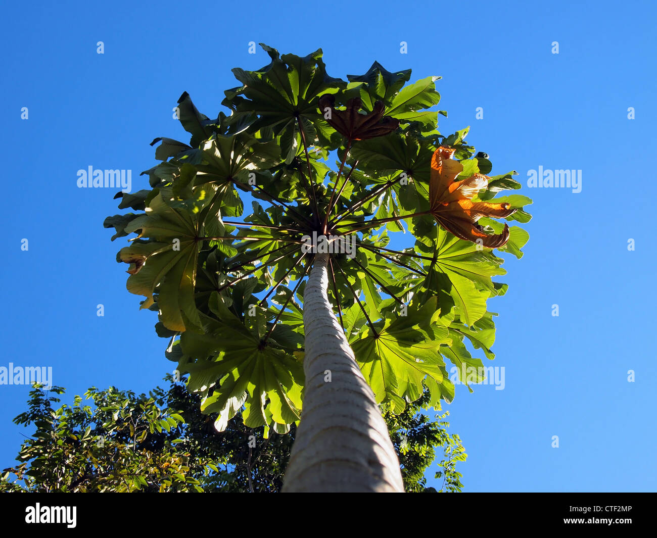Unter einem Trompetenbaum (Cecropia Obtusifolia) Stockfoto