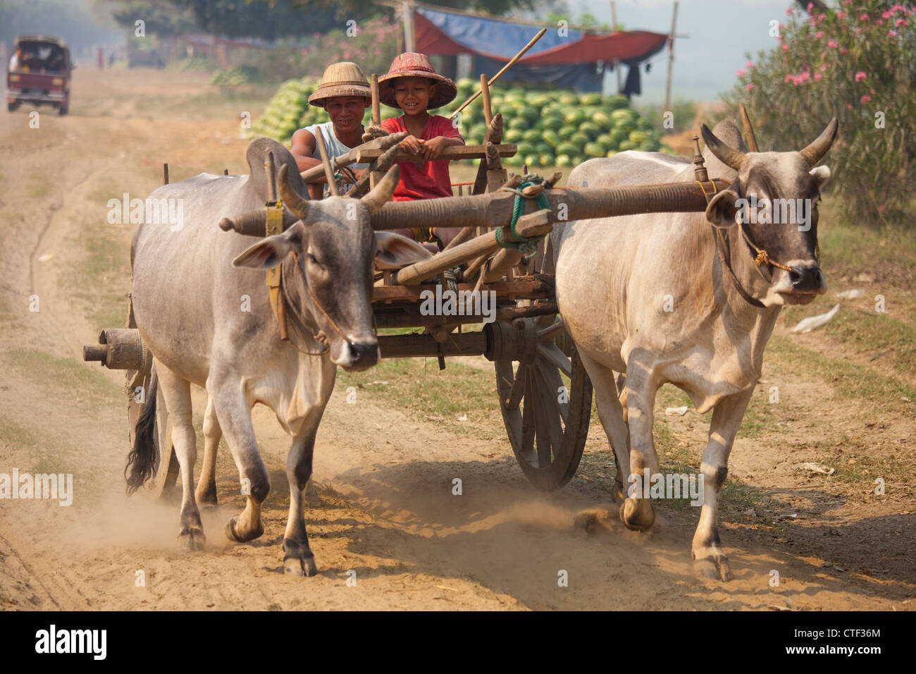 Ochsenkarren in ländlichen Myanmar Stockfoto
