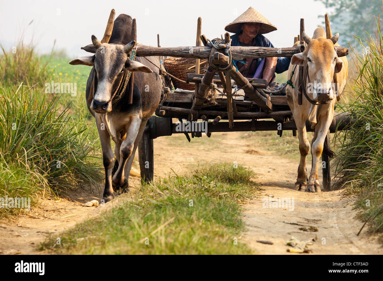 Landwirt auf einem Wagen in der Nähe von Mandalay, Myanmar Stockfoto