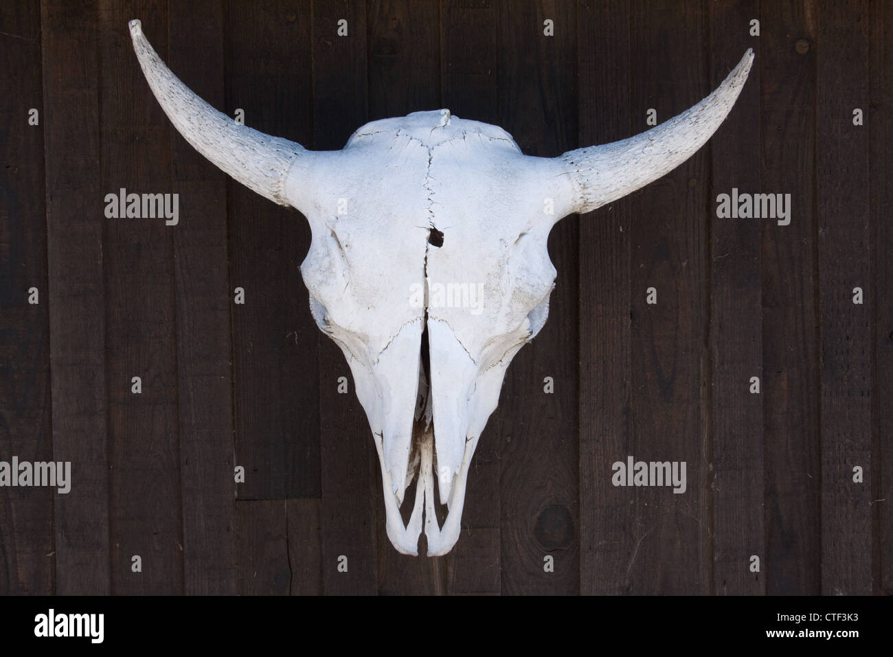 Ein Schädel von einem Stier oder Steer, mit ein Einschussloch in der Stirn. Stockfoto