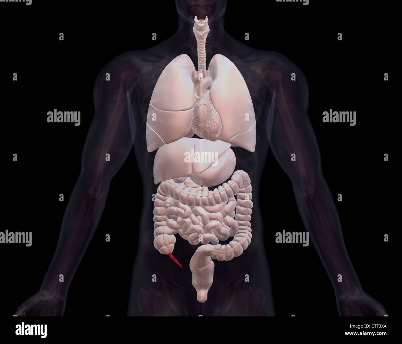 Biomedizinischen Darstellung menschlicher Organe Stockfoto