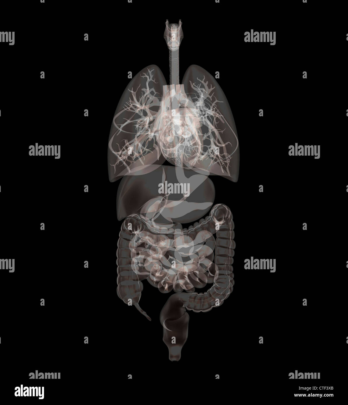 Biomedizinischen Darstellung menschlicher Organe Stockfoto