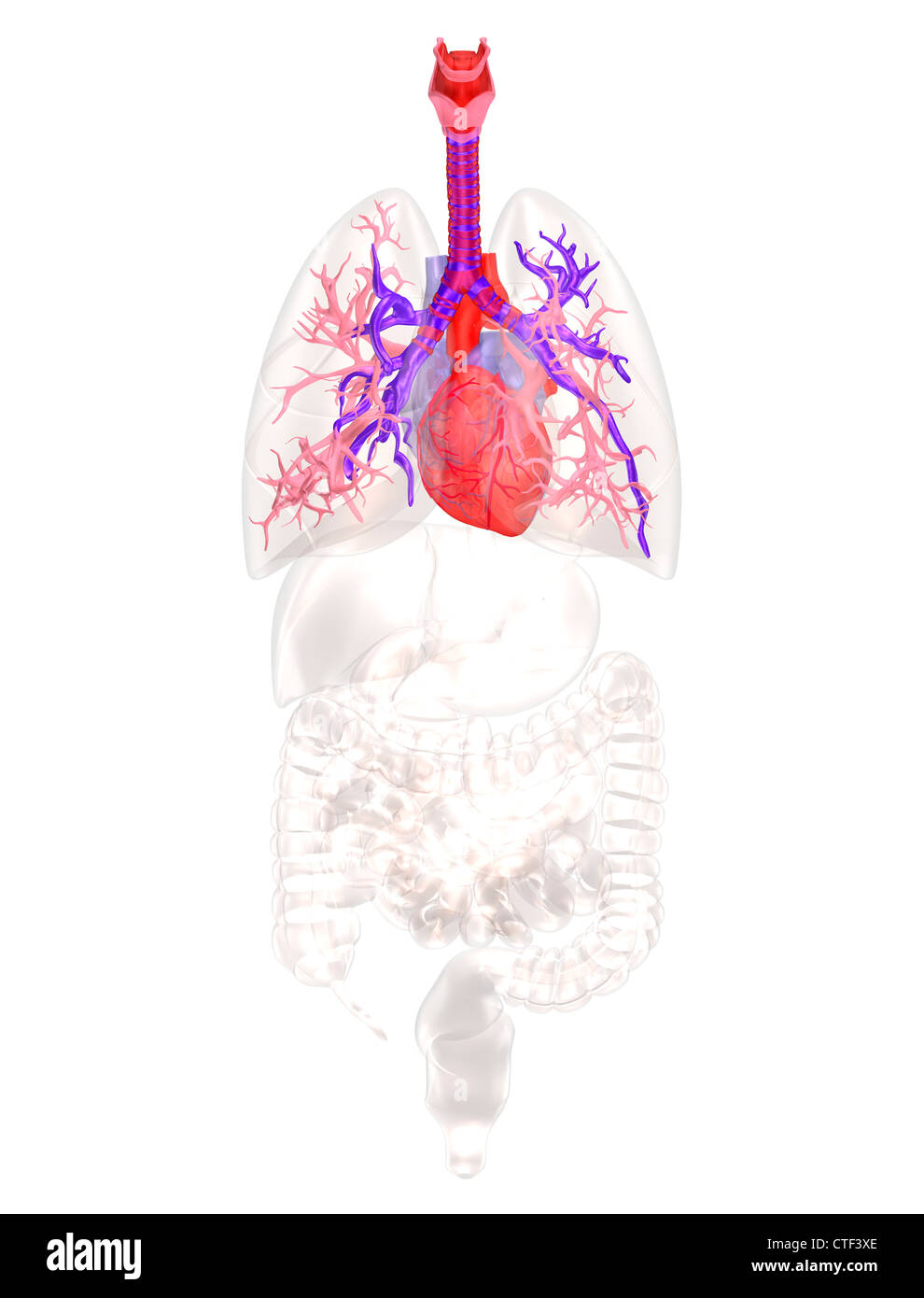 Biomedizinischen Abbildung zeigt menschliche Herz Stockfoto