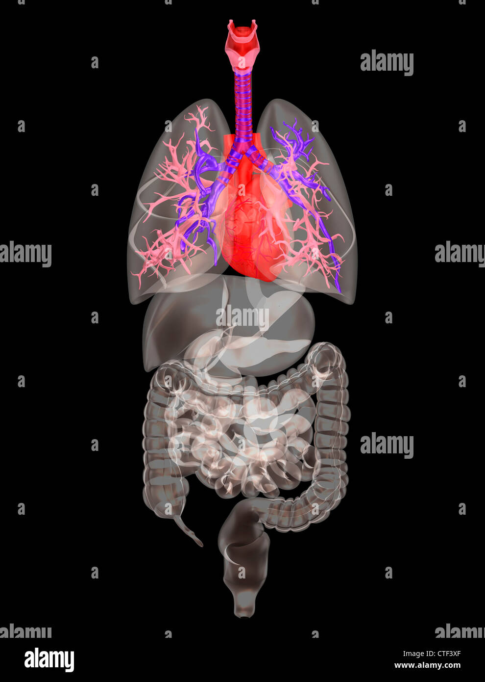 Biomedizinischen Darstellung menschlicher Organe Stockfoto
