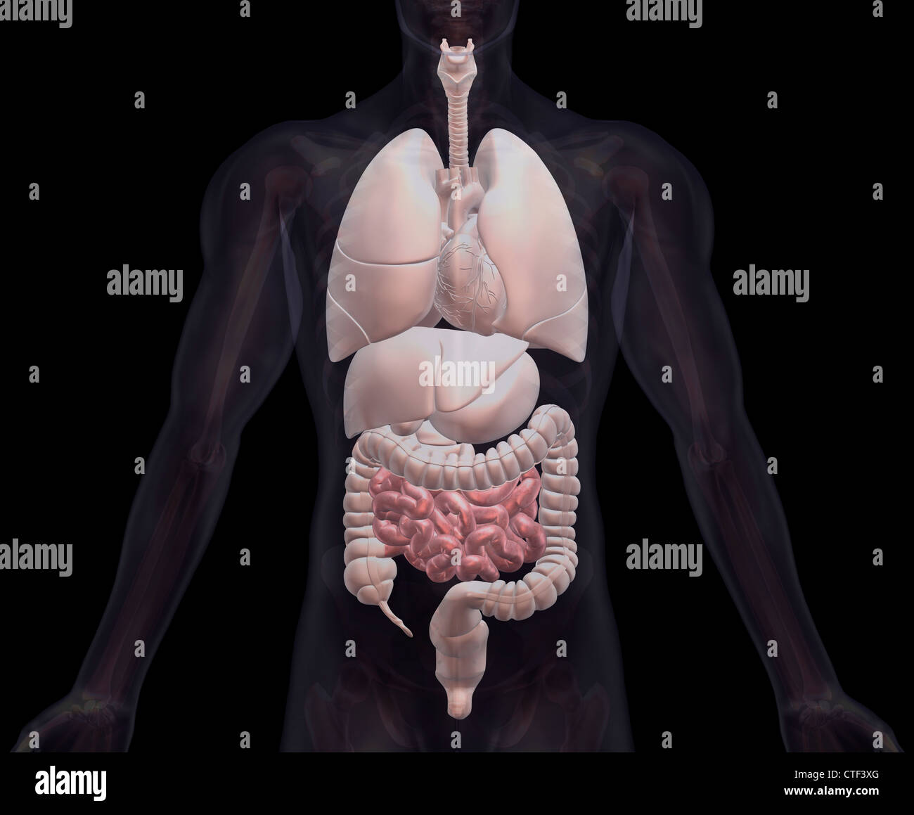 Biomedizinischen Darstellung menschlicher Organe Stockfoto