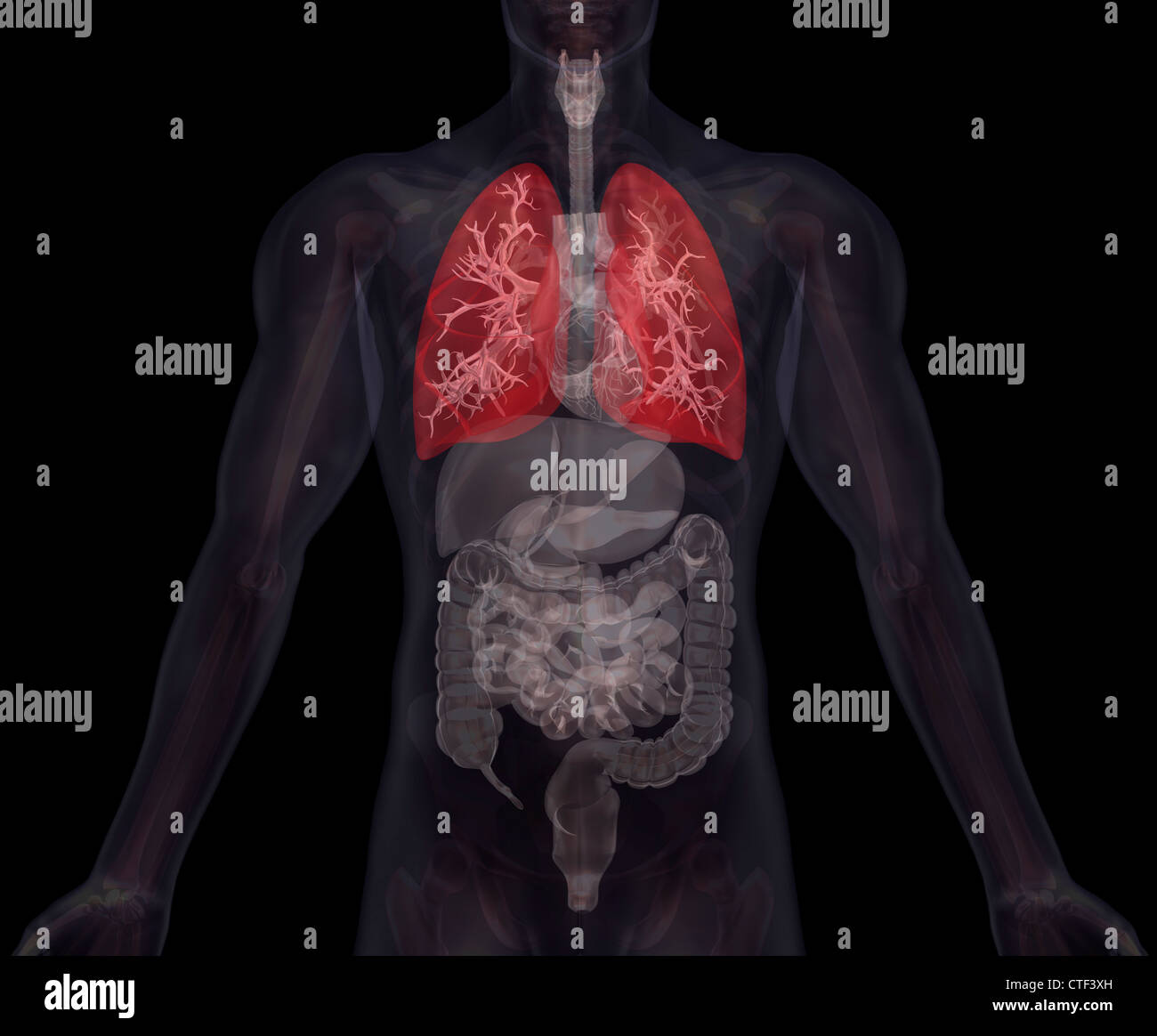 Biomedizinischen Darstellung menschlichen innere Organen mit Lungen in rot angegeben Stockfoto