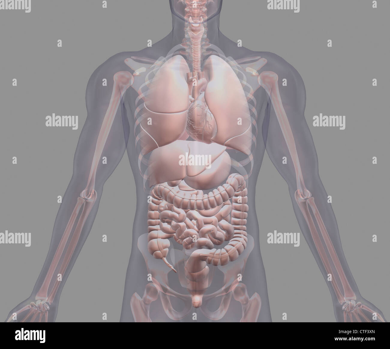 Biomedizinischen Darstellung menschlicher Organe Stockfoto